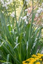 Summer snowflake, Leucojum aestivum, plants with pending white flowers Royalty Free Stock Photo